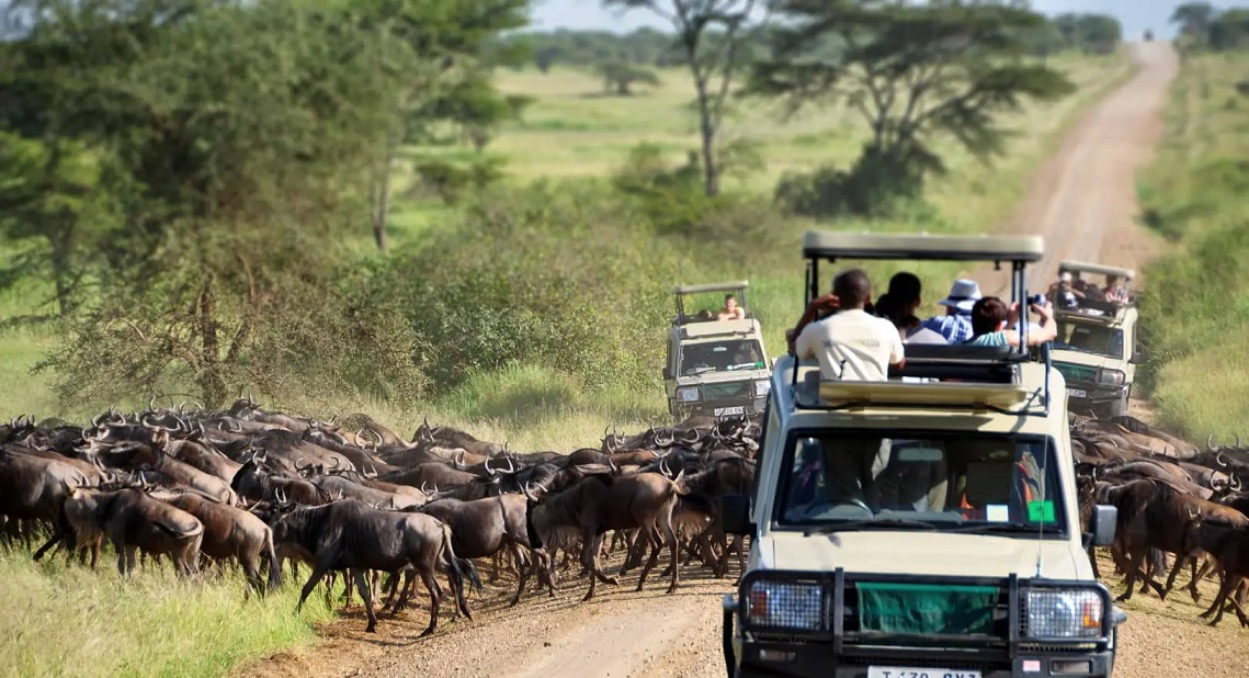 The Great Calving Season in Tanzania: Nature’s Supreme Spectacles