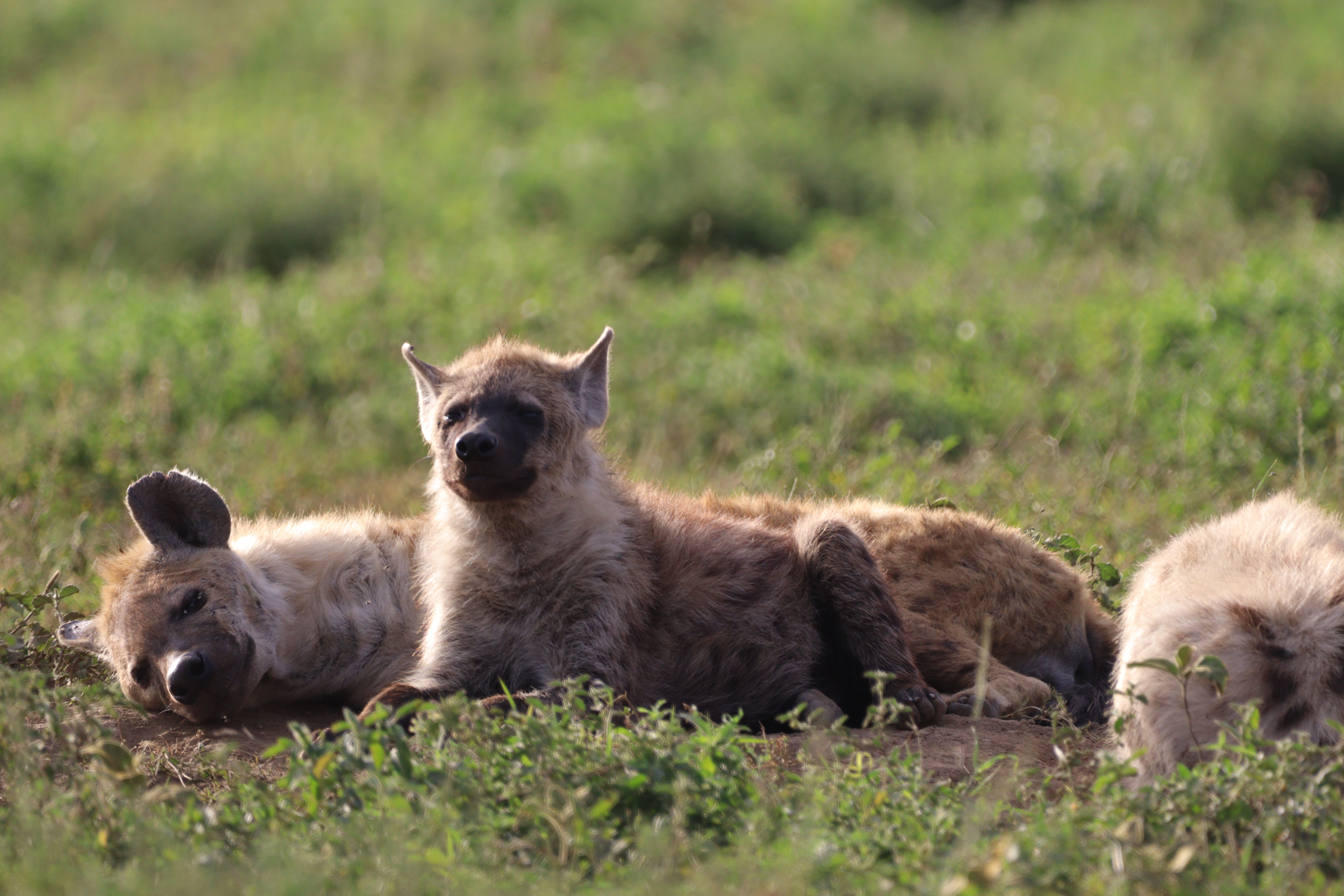 Top Tanzania National Parks to Explore in 2026