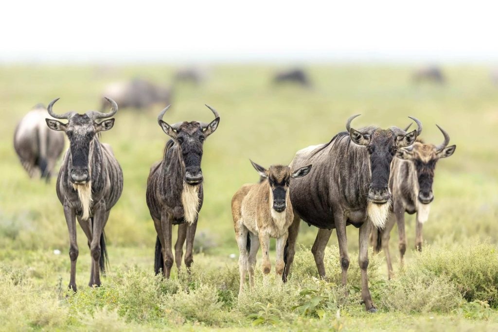 Why Visit Tanzania in January? The Perfect Time for an Unforgettable Safari